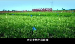 青草在线视频,探寻自然之美，感受生命律动